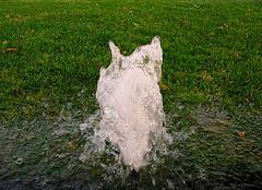 broken pop up sprinkler head gushes water